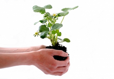 Giardinaggio e Fai da Te